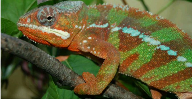 Article : Lorsque le caméléon inspire nos hommes politiques !